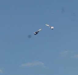 Avia shou 1 2 21